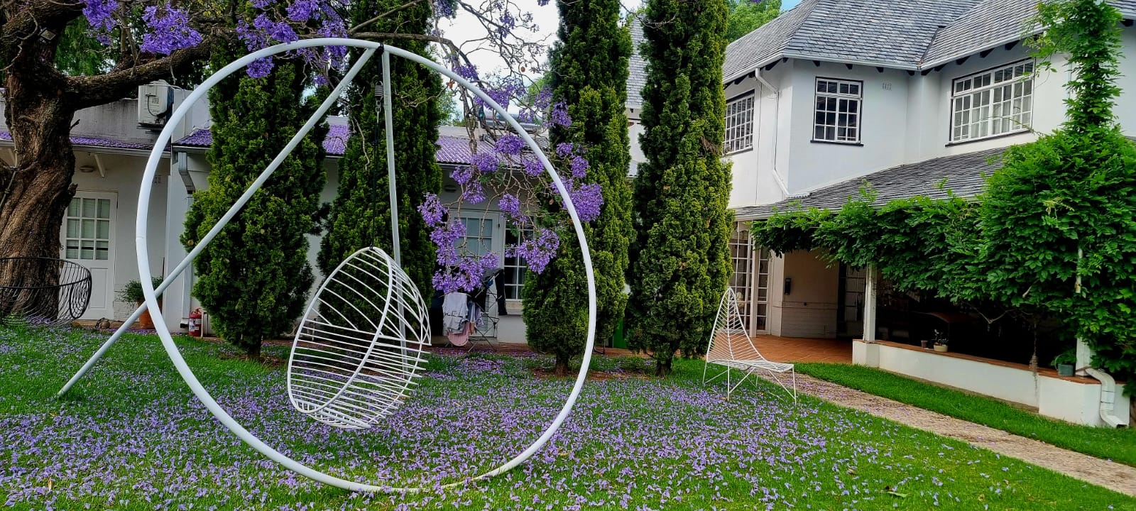Hanging chair beneath jacaranda blossoms